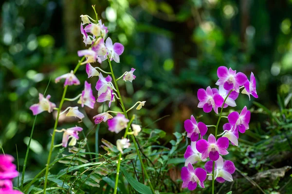 stock image Beautiful and colorful flowers from a bromeliad and orchid park at Xcaret Park in Mexico, a very visited place by tourists in the Mexican Mayan Riviera.