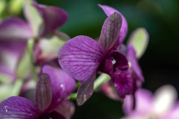 Lila Ibolya Orchidea Virág Egy Növényzettel Teli Parkban Mint Például — Stock Fotó