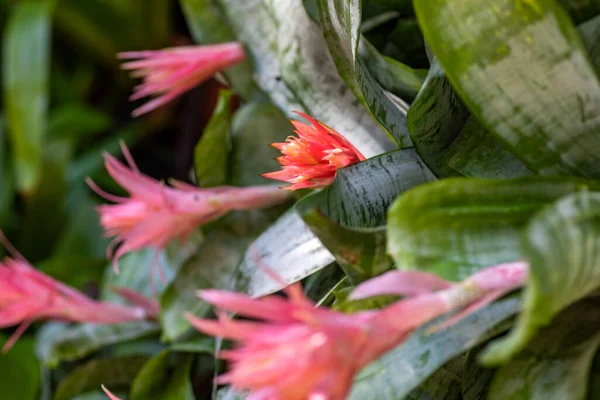 メキシコのキャレットにある花や植物などの植物でいっぱいの公園のブロメリアの花は リビエラにあり 観光客が非常に訪れる場所です — ストック写真