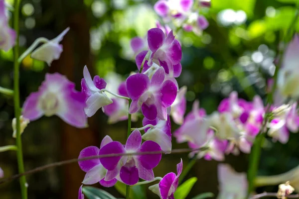 stock image Beautiful white and purple orchid in a garden with many flowers and plants in Xcaret Park in Mexico, a very touristic place in the Mayan Riviera.