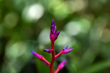 Meksika Maya Rivierası 'ndaki Xcaret Parkı' nın orman ortamında renkli bromeliad, Meksika 'da turist ve gezginlerin çok ziyaret ettiği bir yer..