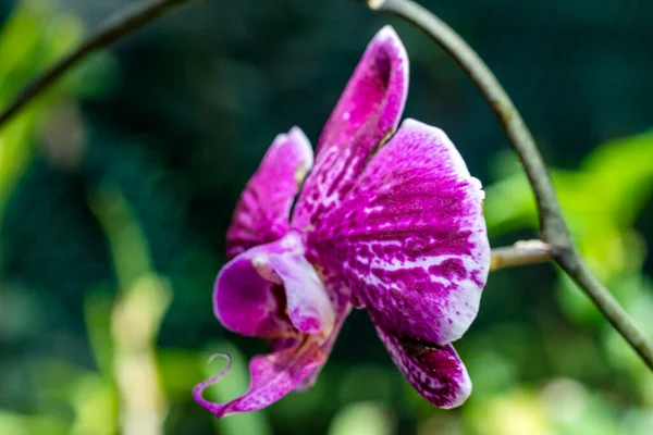 Meksika 'nın Mayan Riviera bölgesindeki Xcaret Parkı' nda bir orkidenin renkli çiçeği, turist ve gezginlerin çok ziyaret ettiği bir yer..