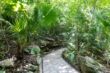 Meksika 'daki Maya Rivierası' nın Xcaret parkındaki tropikal bir ormanın bitki örtüsü içinde güzel ve yemyeşil taş yollar. Burası tatil için ideal bir yer..