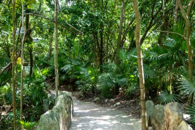 Meksika 'daki Maya Rivierası' nın Xcaret parkındaki tropikal bir ormanın güzel ve soğuk bitki örtüsü yolları. Burası tatil için ideal bir yer..