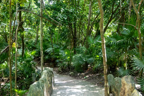 メキシコのマヤ リビエラのキャレット公園の熱帯ジャングルの植生の美しく寒いトレイルは 休暇に行くのに理想的な場所です — ストック写真