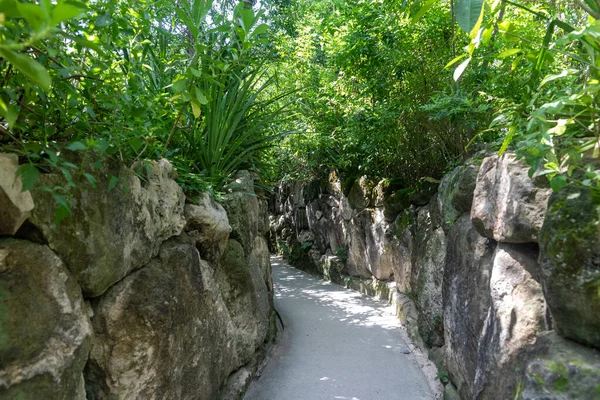 Trail and road through a tropical jungle with a stone wall in the middle of the jungle vegetation of the Xcaret park in the Mayan Riviera in Mexico, this is an ideal place to go on vacation.