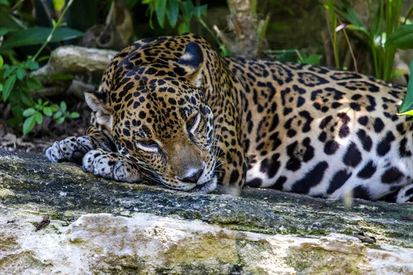 A jaguar lying and resting on a rock in the rainforest with the eyes of a big predator open. This is the big cat of America is very dangerous, fast and a great predator.