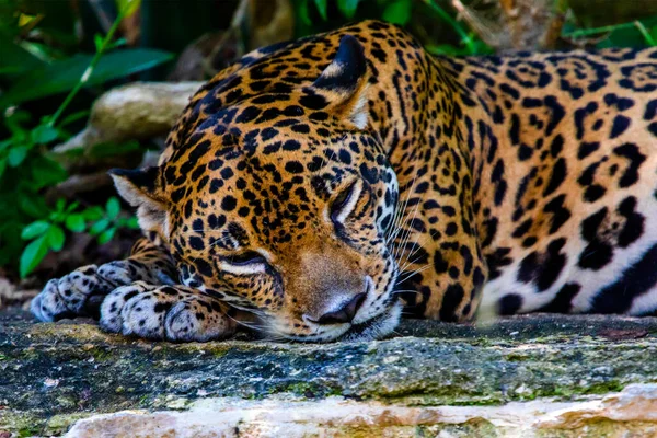 Face and eyes of the jaguar resting on a rock is the big cat of America, it lives wildly in the tropical jungle and is very dangerous, fast and a great predator, which is sought after by many tourists
