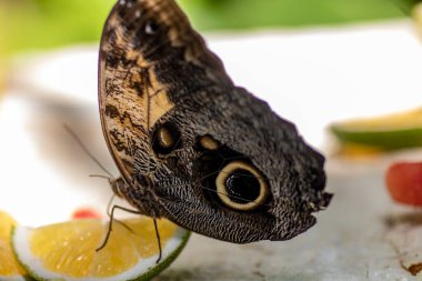 Güzel kelebek başkalaşımını tamamladıktan sonra limonla beslenir ve baharda Meksika Maya Rivierasında özgürce uçmaya hazırlanır..