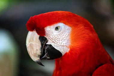 Meksika Maya Rivierası 'nın kırmızı papağanı olarak da bilinen kırmızı papağanın güzel yüzü ve gözü. Bu papağan tropikal ormanda ve Amazon' da vahşi yaşar ve çok renkli ve tüylüdür..
