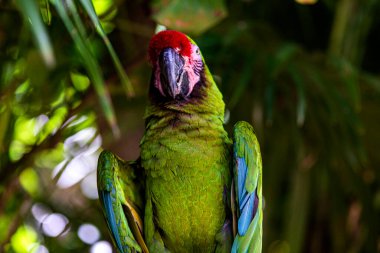 Yeşil papağan olarak da bilinen askeri papağan türü, Meksika 'nın Maya Rivierası' nın tropikal ormanlarında vahşi bir şekilde yaşayan tropikal bir kuştur..