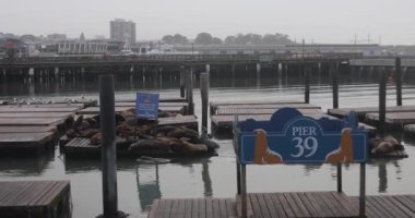 The famous Pier 39 of the Californian city of San Francisco, where sea lions come every winter, is located in the bay of this American city in the state of California.
