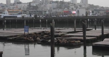 Pier 39 in the Californian city of San Francisco, where hundreds of sea lions come every winter, is located in the bay of this North American city.