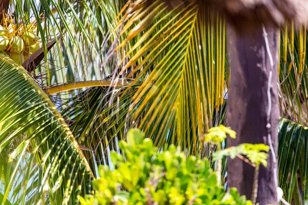 Tropisk Palm Med Kokosnöt Mitt Den Subtropiska Djungeln Karibien Ett — Stockfoto