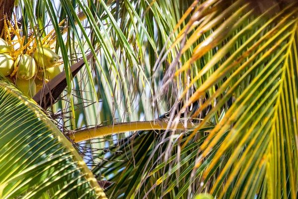 Тропическая Пальма Кокосом Середине Субтропических Джунглей Карибского Бассейна Является Местом — стоковое фото