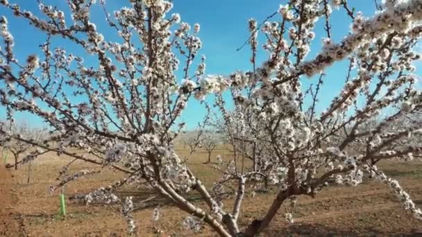 Mandlové Květy Pohyboval Vzduchu Jedním Prvních Nejkrásnějších Květin Začátku Jara — Stock video