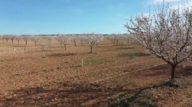 İnsansız hava aracıyla birlikte geniş bir badem ağacı tarlasında yürürken, badem çiçeği en güzel ve ilkbaharda ortaya çıkan ilk çiçeklerden biridir..