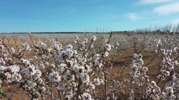 Mengamati Lanskap Sebuah Lapangan Besar Dengan Berangin Pohon Almond Mekar — Stok Video
