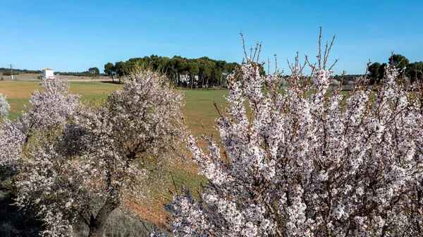 Mandelbäume Blühen Einem Großen Feld Und Von Einer Drohne Aus — Stockfoto