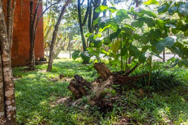 Tropikal ormanın ortasında bitki örtüsüyle kaplı taş yapı, yürüyüşçülerin, turistlerin ve yolcuların dikkatini çeken antik bir yapıdır..