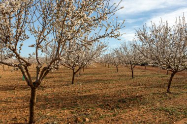 Badem ağaçları bu tür ağaçlarla dolu geniş bir alanda çiçek açarlar. Bunlar ilkbaharın ilk ve en güzel çiçekleridir..