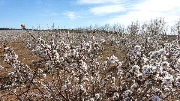 A tree canopy full of almond blossom branches in a large field full of almond trees, these are the first and most beautiful flowers of spring.