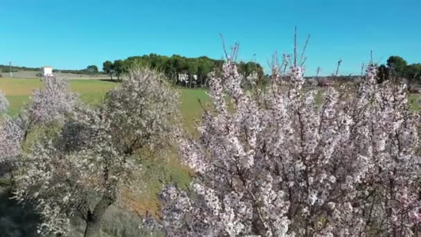 Luftaufnahme Von Blühenden Mandelbäumen Einer Der Ersten Und Schönsten Blumen — Stockvideo