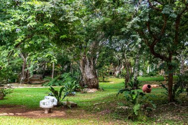 Meksika 'daki Yucatan yarımadasında bulunan Valladolid' deki Maya ormanının bitkisi, insanları gençleştiren taze ve içilebilir su hakkında olan Samaal Cenote 'dir..