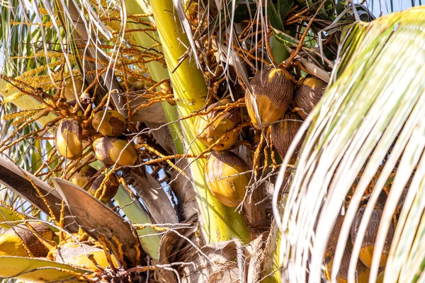 Кокосовые Пальмы Тропических Джунглях Мексиканской Ривьеры Майя Место Большим Количеством — стоковое фото