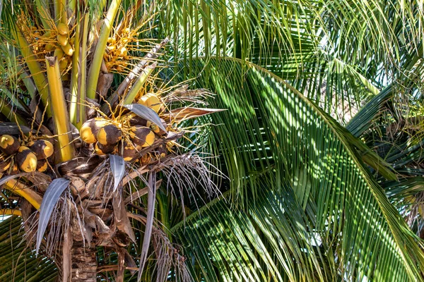 Тропические Кокосовые Пальмы Тропических Джунглях Мексиканской Ривьере Майя Место Растительностью — стоковое фото