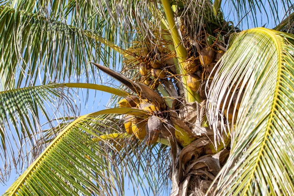 Тропические Кокосовые Пальмы Тропических Джунглях Ривьеры Майя Мексике Место Растительностью — стоковое фото