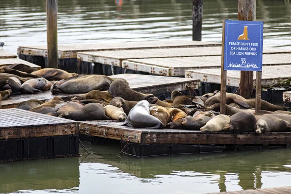 Huge herd of sea lions and seals on a dock at pier 39 of the Fisherman's Wharf in San Francisco Bay, a city in the state of California in the USA. Concept boats.