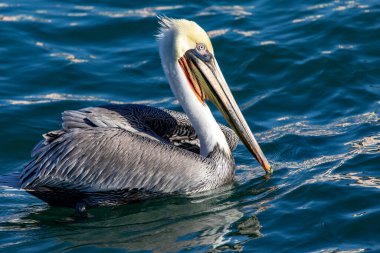 Meksika 'nın Baja California Sur eyaletindeki Cabo San Lucas' ta kesikler ve Pasifik Okyanusu 'nda yüzen Pelecanus occidentalus calinicus 