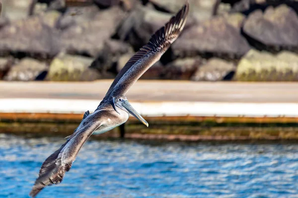 Specimen Pelecanus Occidentalis Californicus California Brown Pelican Flying Sea Cuts — Stock Photo, Image