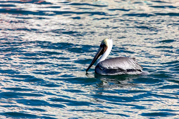 Espécime Pelicano Castanho Califórnia Nadando Mar Cortes Cabo San Lucas — Fotografia de Stock