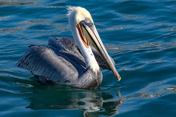 Specimen Pelecanus Occidentalis Californicus Commonly Called California Brown Pelican Subspecies — Stock Photo, Image