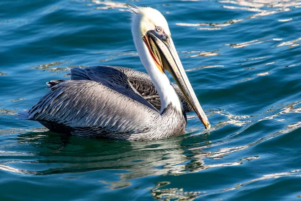 Meksika 'nın Baja California Sur eyaletindeki Cabo San Lucas' ta Cortez Denizi ve Pasifik Okyanusu 'ndaki Pelecanus batısındaki 