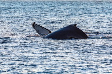 Cortez Denizi 'ni Baja California Sur, Meksika' daki Pasifik Okyanusu 'ndan ayıran Kaliforniya Körfezi' ndeki Cape Saint Luke Kemeri yakınlarında balina atlama ve yüzme. Balina konsepti.