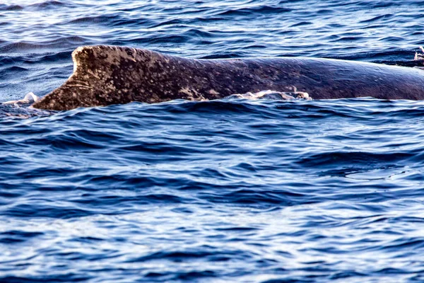 Balena Che Emerge Dal Mare Profondo Vicino All Arco Capo — Foto Stock