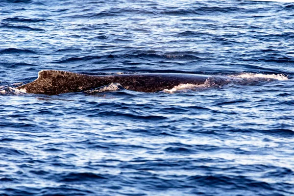 Wieloryb Wynurzający Się Głębin Oddychać Pobliżu Przylądka Świętego Łukasza Zatoce — Zdjęcie stockowe