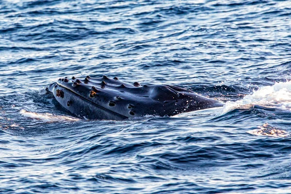 Balena Che Emerge Dal Fondale Marino Respirare Accanto Capo San — Foto Stock