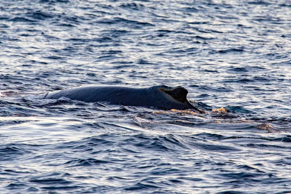 Oddychanie Wielorybów Powierzchni Pobliżu Przylądka Świętego Łukasza Zatoce Kalifornijskiej Które — Zdjęcie stockowe