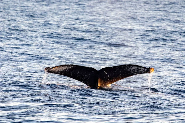 Mergulho Cauda Baleia Mar Profundo Perto Arco Cabo São Lucas — Fotografia de Stock