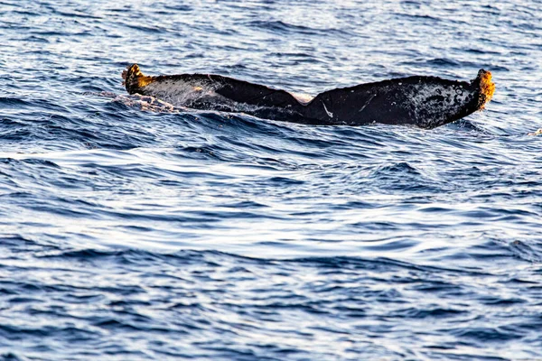 Nurkowanie Ogonem Wieloryba Głębokim Morzu Pobliżu Przylądka Świętego Łukasza Zatoce — Zdjęcie stockowe