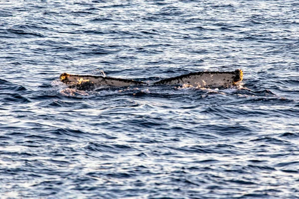 Wielkie Nurkowanie Wielorybów Głębokim Morzu Pobliżu Przylądka Świętego Łukasza Zatoce — Zdjęcie stockowe