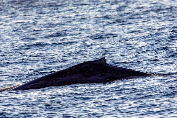 Wieloryby Szare Południowe Zatoce Kalifornijskiej Gdzie Morze Cortez Styka Się — Zdjęcie stockowe