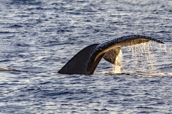 Ogon Wielkiego Wieloryba Nurkującego Głębokim Morzu Zatoki Kalifornijskiej Gdzie Morze — Zdjęcie stockowe