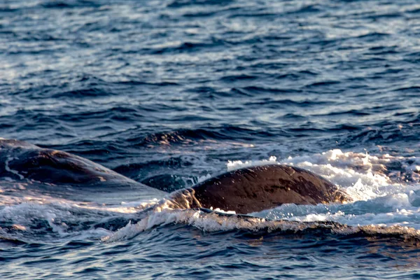 Duże Nurkowanie Wielorybów Głębokim Morzu Zatoki Kalifornijskiej Gdzie Morze Cortez — Zdjęcie stockowe