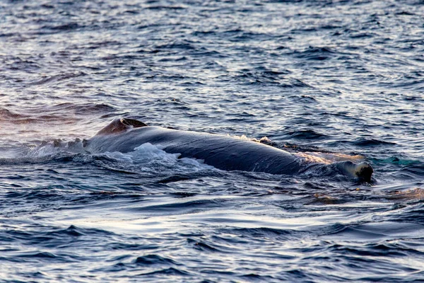 Baleia Superfície Golfo Califórnia Onde Mar Cortez Encontra Oceano Pacífico — Fotografia de Stock