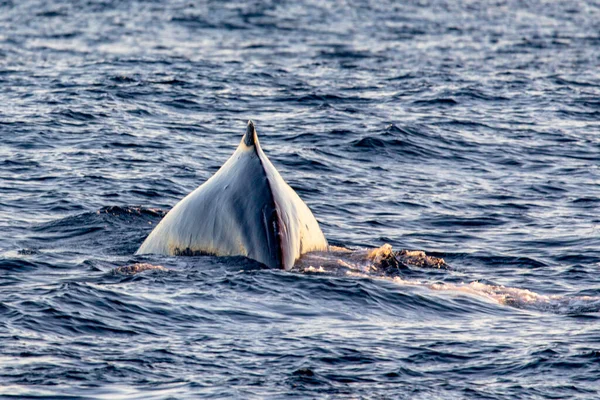 Piękne Duże Nurkowanie Wielorybów Głębokim Morzu Zatoki Kalifornijskiej Gdzie Morze — Zdjęcie stockowe